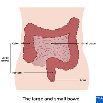 Image showing the large and small bowels