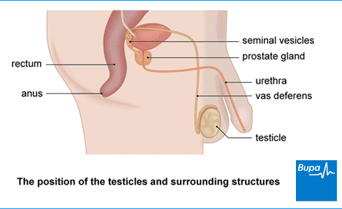 Affects of acended testicals in mature males