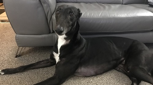 Black and white dog with greyhound appearance