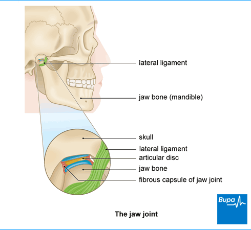 jaw joint