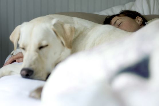 An image showing a person and a dog asleep