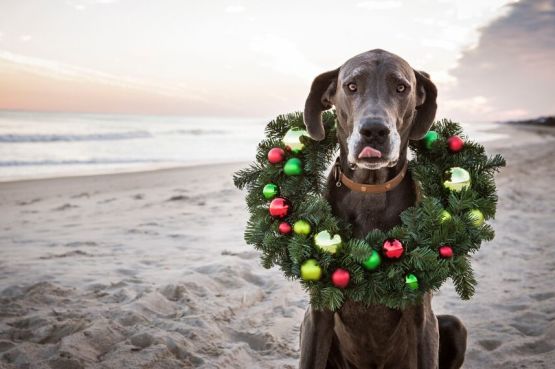 dog at the beach with a festive wreath around its neck