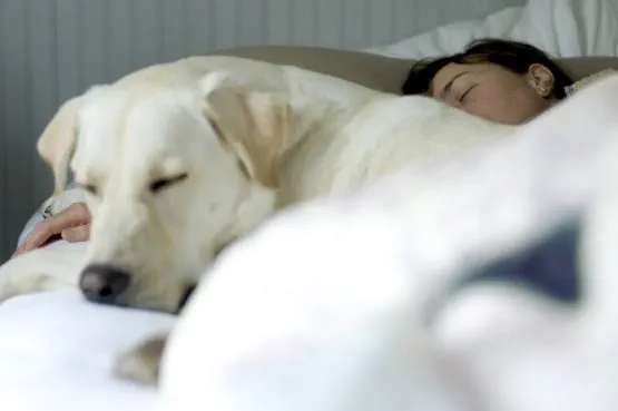 An image showing a person and a dog asleep