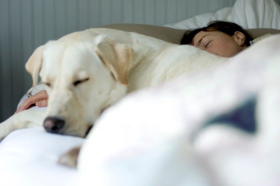 A dog asleep with its owner.