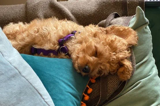 A dog sleeping on pillows