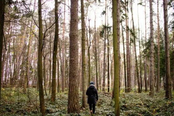 a person walking in the woods