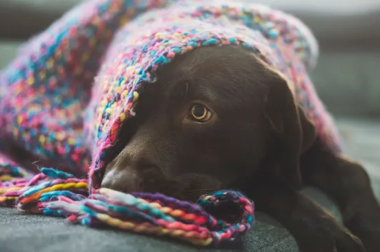 dog sleeping on a sofa with a blanket