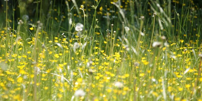Meadow flowers during Spring