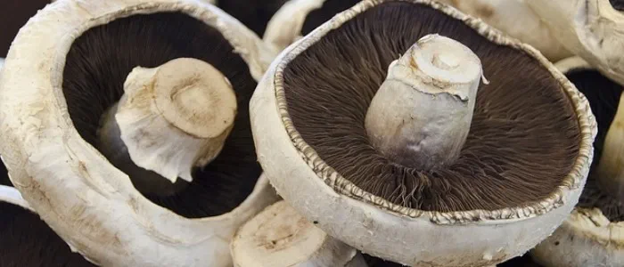 Water rich foods - mushrooms