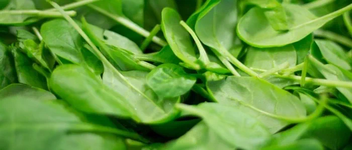 Water rich foods - spinach