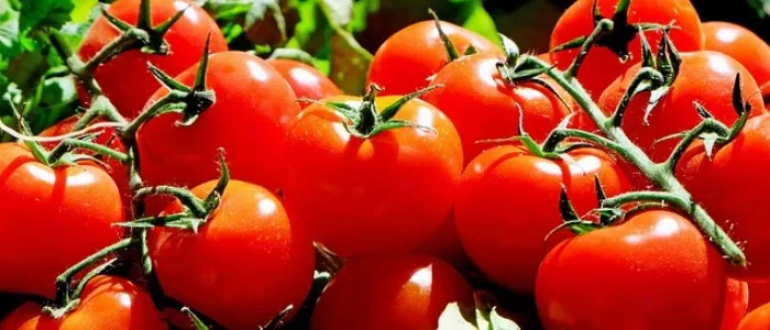 Water rich foods - tomatoes