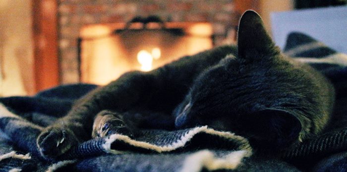 A cat lying on a blanket