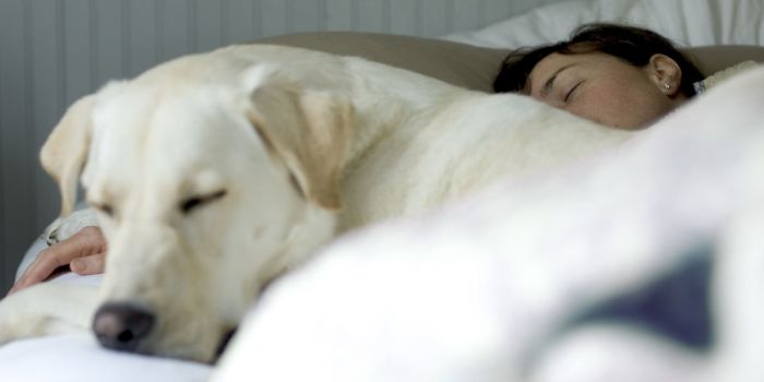 An image showing a person and a dog asleep