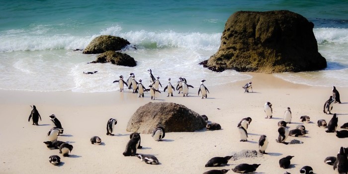 a colony of penguins