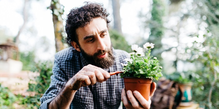 A man pruning flowers