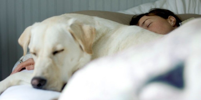 A dog asleep with its owner.