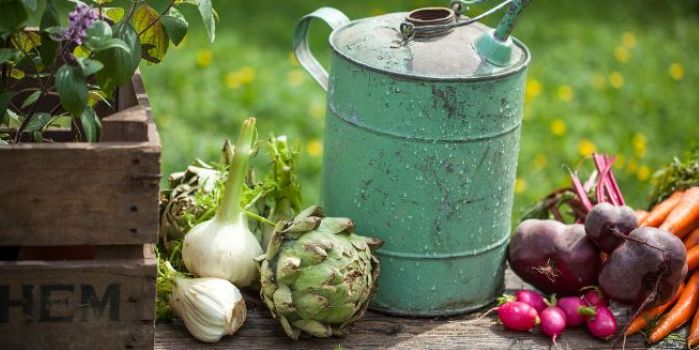 some garden vegetables on a bench