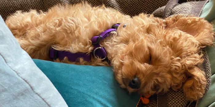 A dog sleeping on a pillow