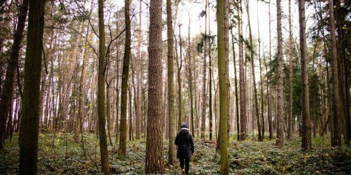 a person walking in the woods