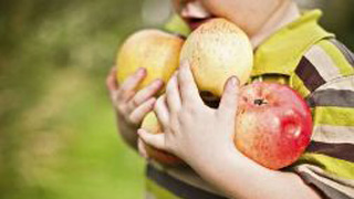 A young boy carrying apples