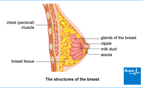 Benign breast lumps, Health Information