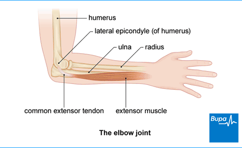 Image showing the elbow joint