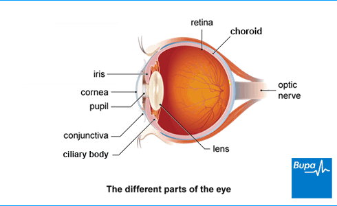 An image showing different parts of the eye