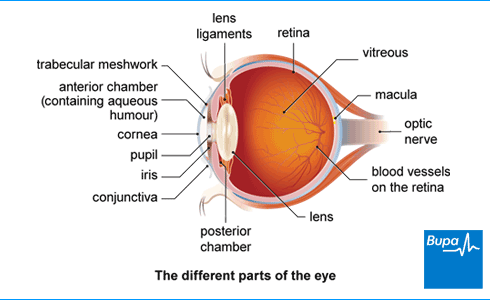 Image showing a side view of the different parts of the eye Image showing a side view of the different parts of the eye