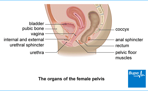 Image showing the organs of the female pelvis Image showing the organs of the female pelvis