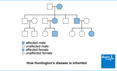 An image showing how Huntington's disease is inherited An image showing how Huntington's disease is inherited