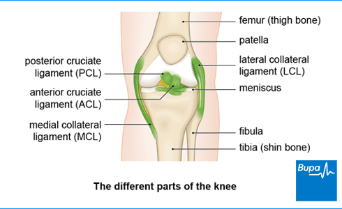 Medial collateral ligament injury, Bupa UK