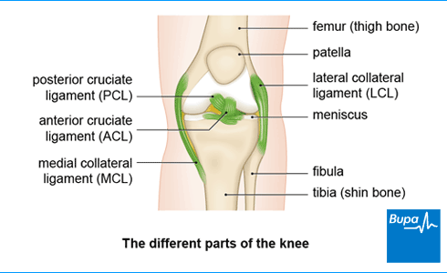 Medial Collateral Ligament (MCL) Tears