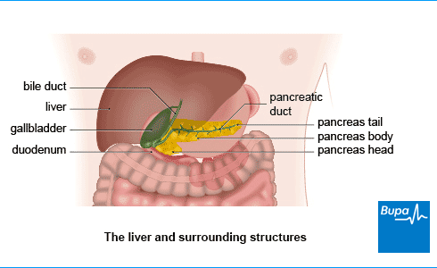 An image showing a diagram of the liver and surrounding structures