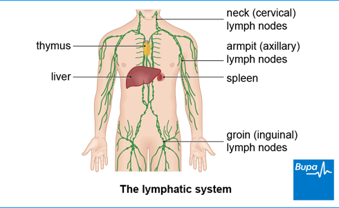 What are the symptoms of cancer in the lymph glands?