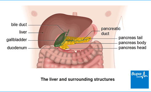 An image showing the liver and surrounding structures