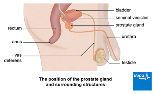 An image showing the position of the prostate gland and surrounding structures