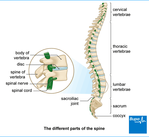 Symptoms & Diagnosis of Lower Back Pain