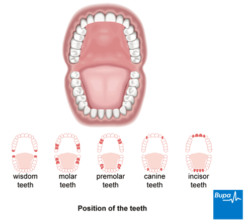 A diagram illustrating the position of the teeth in the mouth
