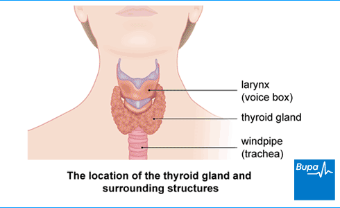 An image showing the location of the thyroid gland and surrounding structures