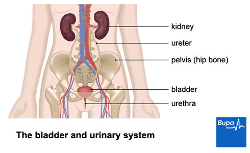 On what side of your body is your kidney located?