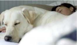 puppy sleeping on bed