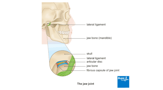 Diagram to show how skull and jawbone are hinged together with the articular disc, lateral ligament, and fibrous capsule of jaw joint