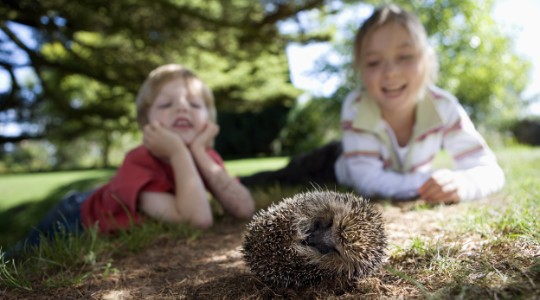 Girl and boy in garden watching hedgehog 