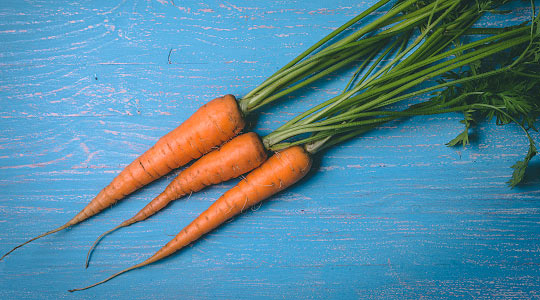 Three clean orange carrots with green tops attached