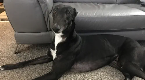 Black and white dog with greyhound appearance