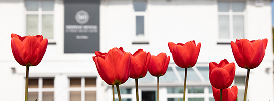 Photo of red tulip flowers growing in front of Shiphay Dental and Torbay Implant Centre