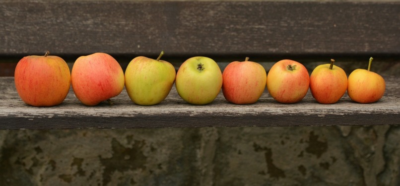 A line of autumnal apples