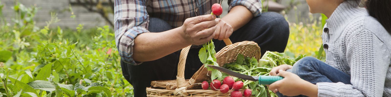 Fresh vegetables