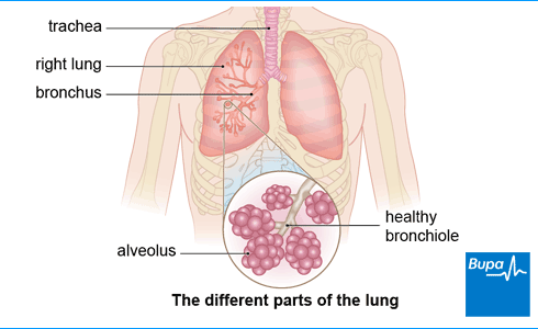 An image showing the different parts of the lung