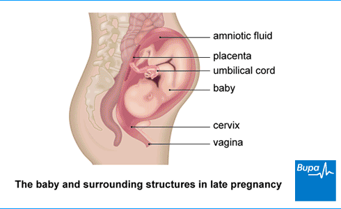An image showing the baby and surrounding structures in late pregnancy An image showing the baby and surrounding structures in late pregnancy